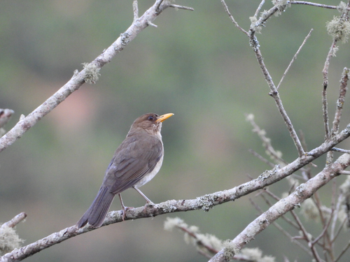 Creamy-bellied Thrush