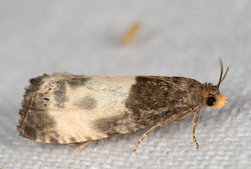 Yellow-faced Bell