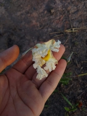 Mandevilla longiflora