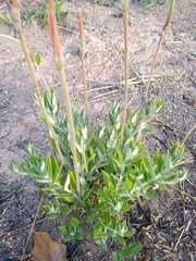 Mandevilla longiflora