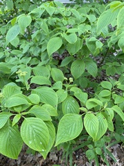 Cornus alternifolia