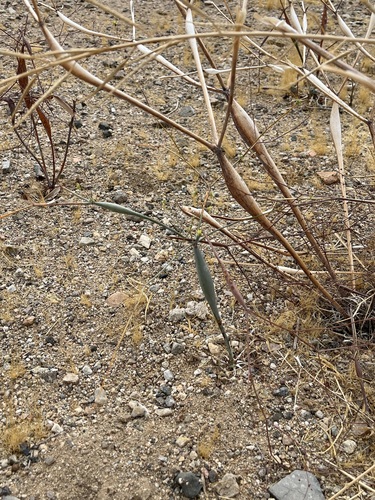 Desert Trumpet