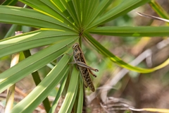 Schistocerca americana image