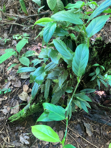 Philodendron schottii, photograph 1