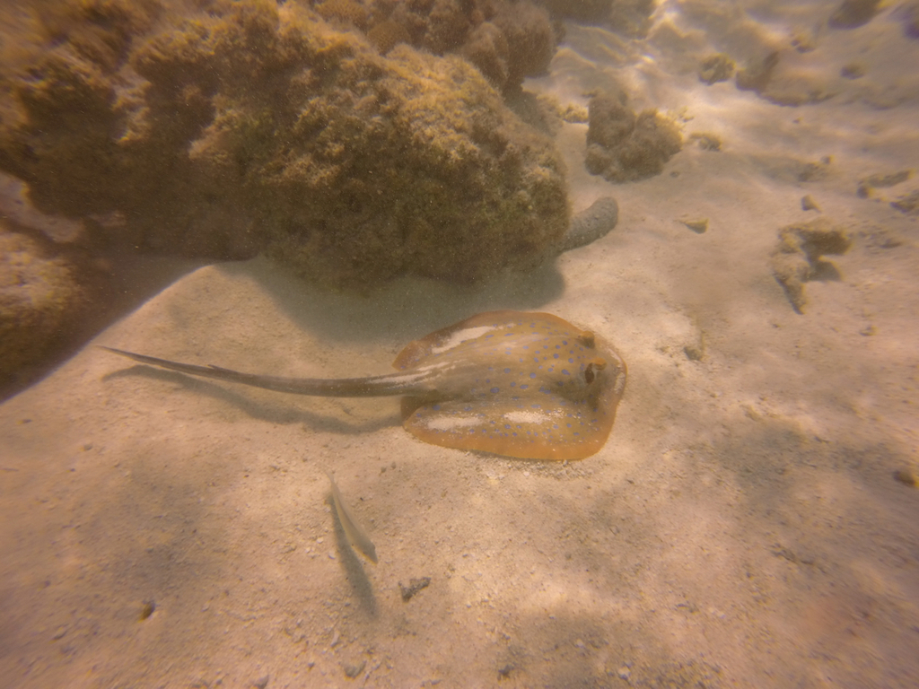 Reef stingray