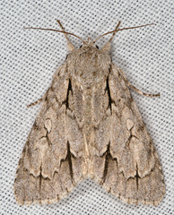 Acronicta psi