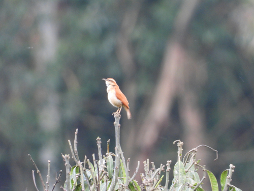 Wing-banded Hornero