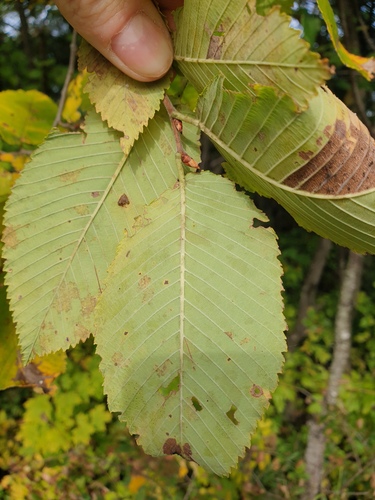 Ulmus thomasii, 2026-09-26
