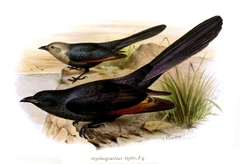 Somali Starling photo 4