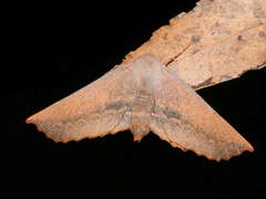 Monoctenia smerintharia