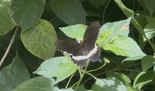 Common Mormon Swallowtail