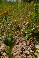 Noccaea perfoliata