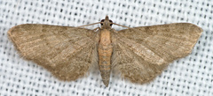 Eupithecia haworthiata