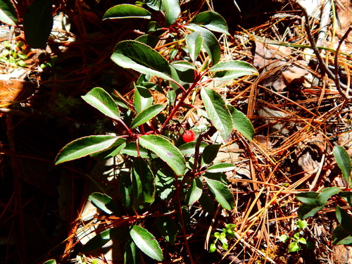 Arbutus occidentalis (Arbutus occidentalis)
