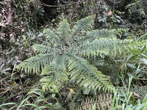 Pteris tripartita observed 2026-09-28