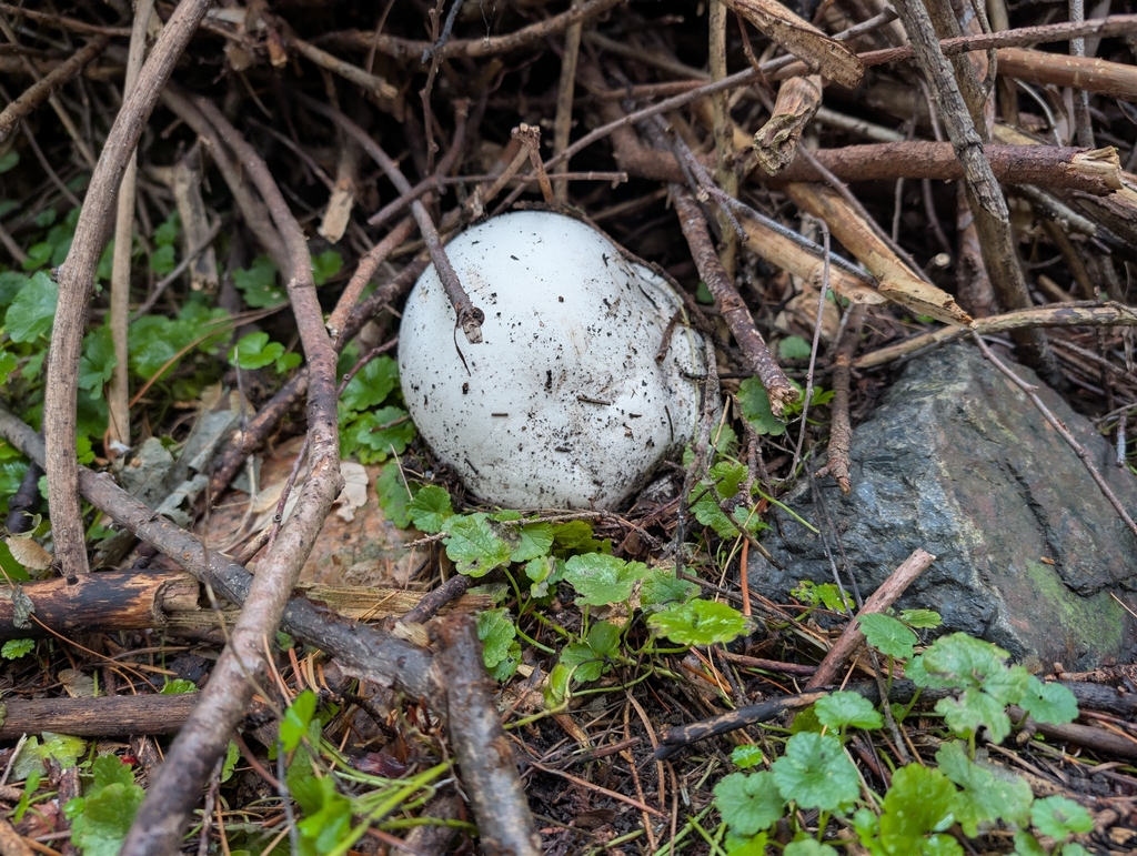 giant puffball · September 2026 · photo: Photo: no rights reserved · iNaturalist