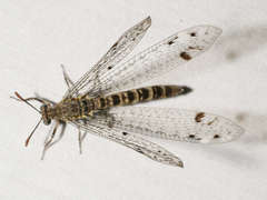 Bandidus breviusculus