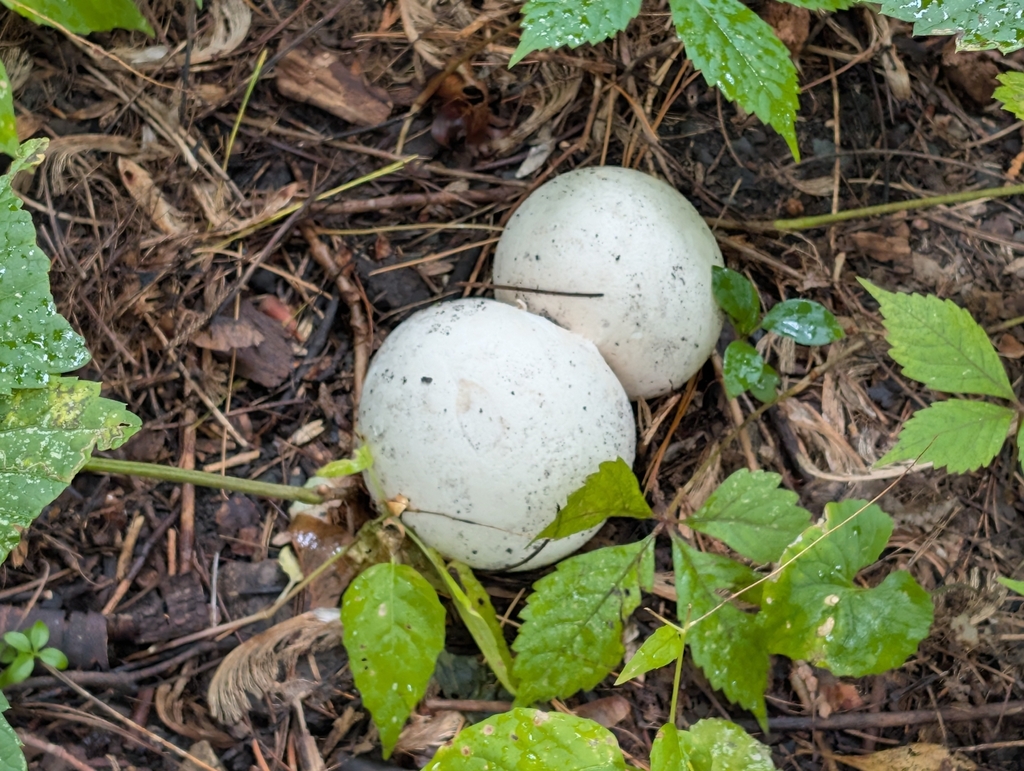 giant puffball · September 2026 · photo: Photo: no rights reserved · iNaturalist
