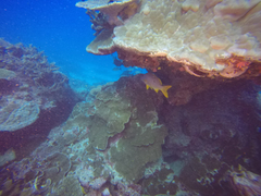 Lutjanus monostigma