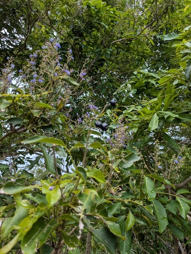 Vitex parviflora observed 2026-09-05