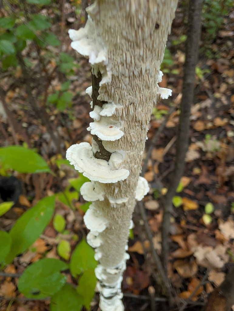 Milk-white Toothed Polypore · September 2026 · photo: Photo: no rights reserved · iNaturalist