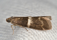 Elegia similella