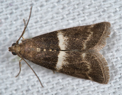 Elegia similella