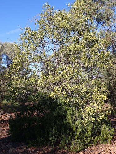 Psydrax latifolius, 2026-09-09