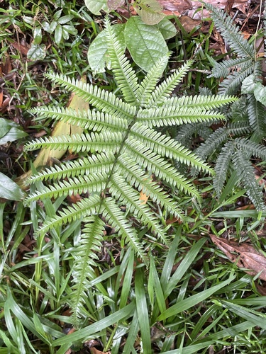 Pteris biaurita observed 2026-09-28