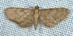 Eupithecia haworthiata