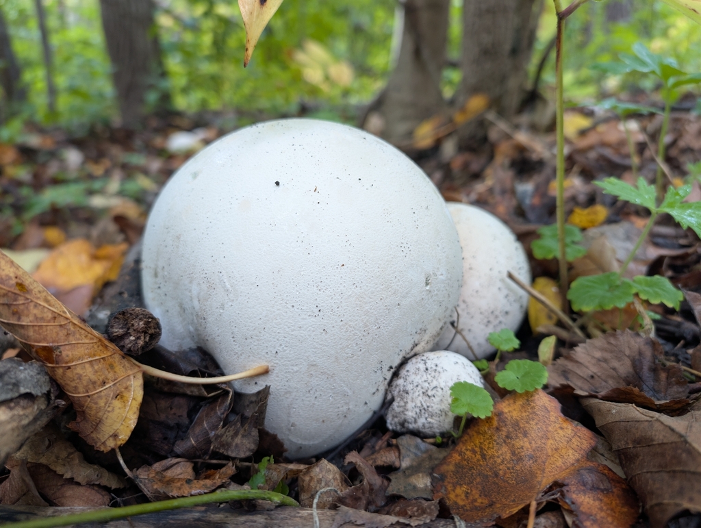 giant puffball · September 2026 · photo: Photo: no rights reserved · iNaturalist