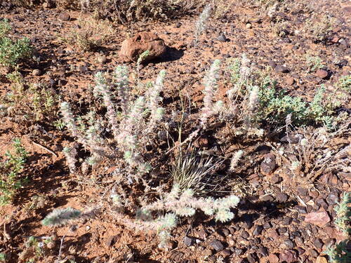 Sclerolaena lanicuspis, 2026-09-09