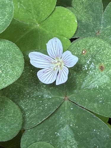 Oregon woodsorrel