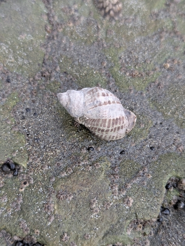 Acanthinucella spirata observed 2026-09-27