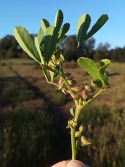 Melilotus messanensis