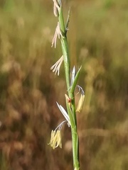 Parapholis filiformis