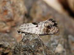 Eupselia carpocapsella