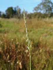 Parapholis filiformis