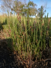 Parapholis filiformis