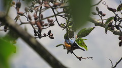 Conirostrum sitticolor