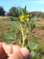 Melilotus messanensis