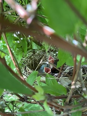 Cardinalis cardinalis