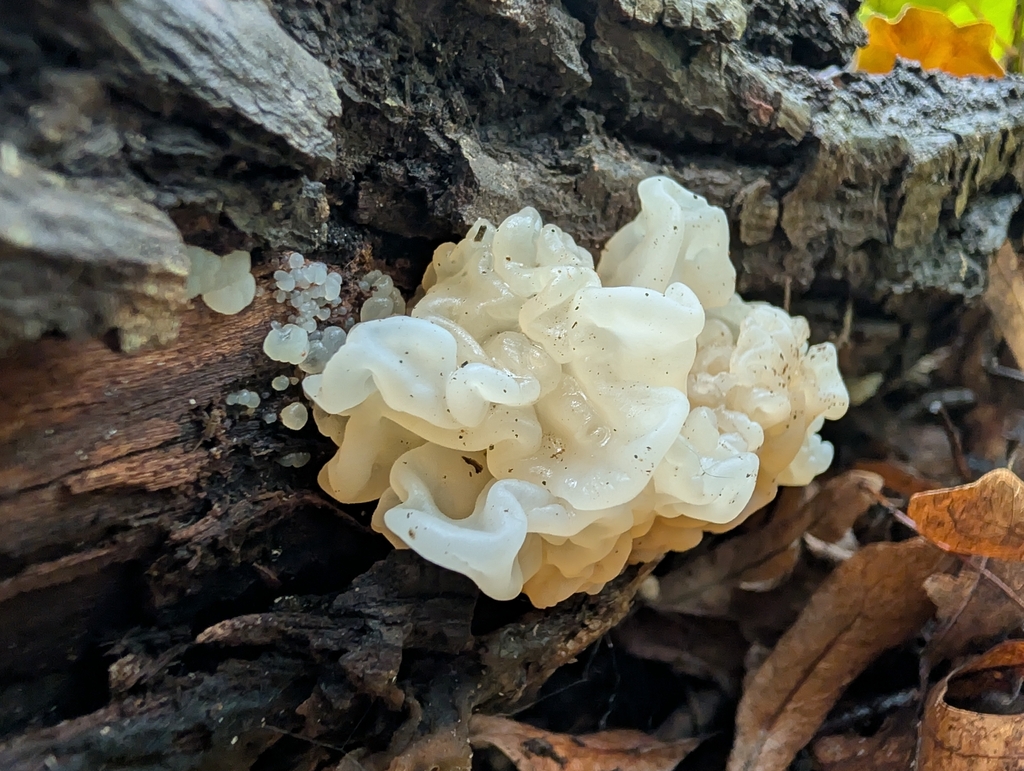 white jelly fungus · September 2026 · photo: Photo: no rights reserved · iNaturalist
