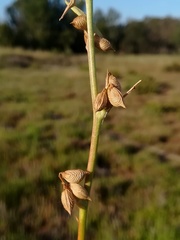 Melilotus messanensis