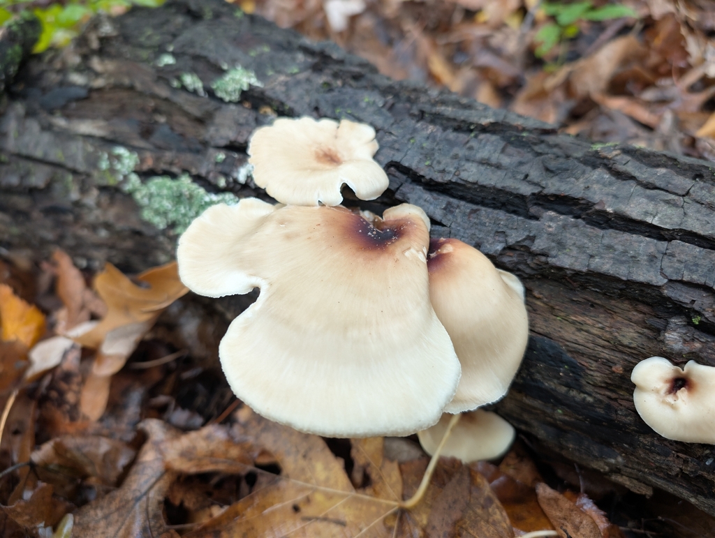 Bay Polypore · September 2026 · photo: Photo: no rights reserved · iNaturalist