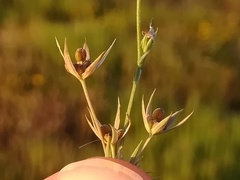 Bupleurum semicompositum
