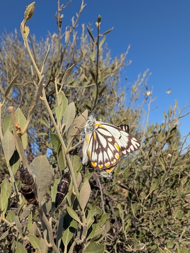 Caper White