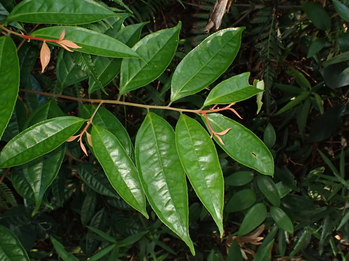 Symplocos adenophylla observed 2026-09-17