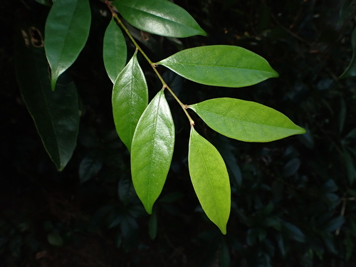 Prunus phaeosticta observed 2026-09-17