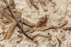 Dasymutilla arenerronea